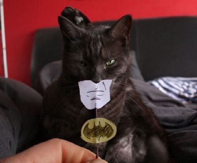 Bat_Cat.jpg