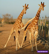 FOTOS LEGAIS (h' (girafas)