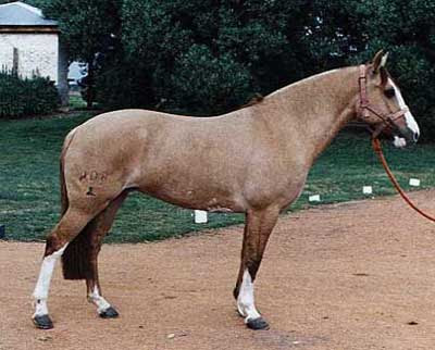 Konie.... Criollo