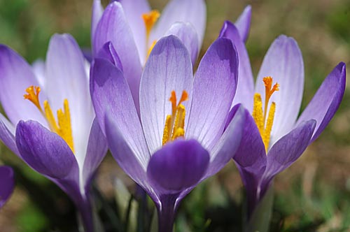 [Crocus.jpg]