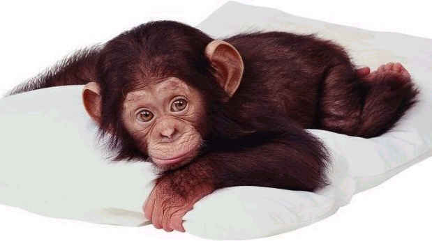http://3.bp.blogspot.com/_QEu-LFLLqfs/S7PGA85KrdI/AAAAAAAAACs/Jus6zwgHW2s/s1600/cute_monkey.png