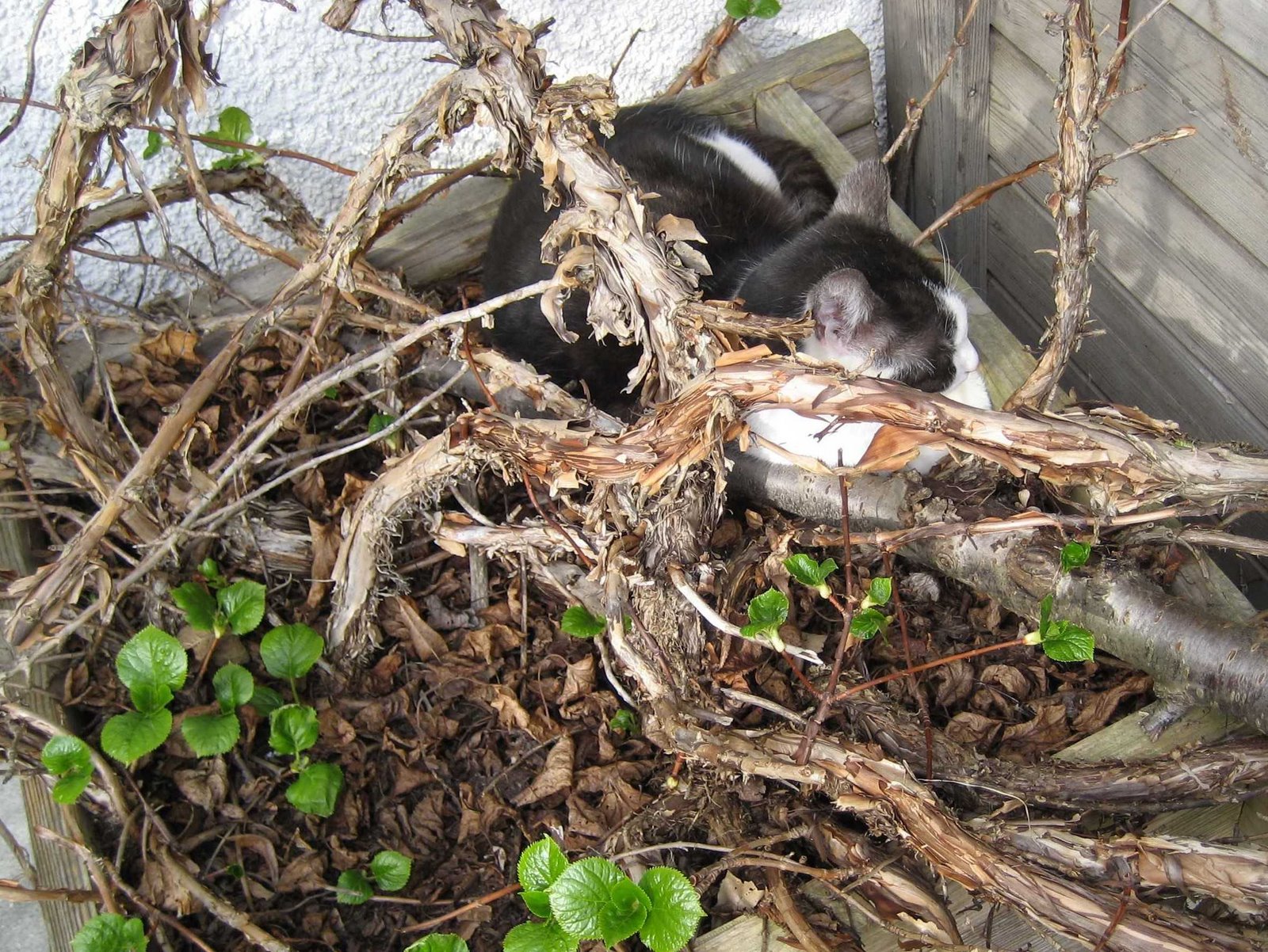 [timmy+30.3.08www2.JPG]