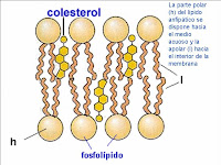 Esteroides definicion bioquimica