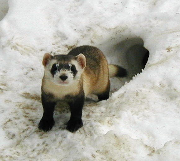 [ferret4.jpg]