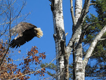 Eagle takes flight...