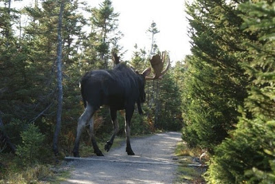 Elliot Lake Moose