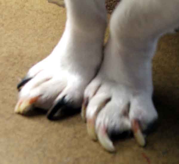 Shelamo Shelties Grooming PawPads What Will They Shelamo Shelties Grooming PawPads What Will They