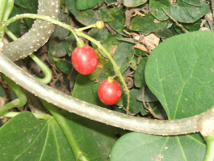 Amrita (Tinospora cordifolia)