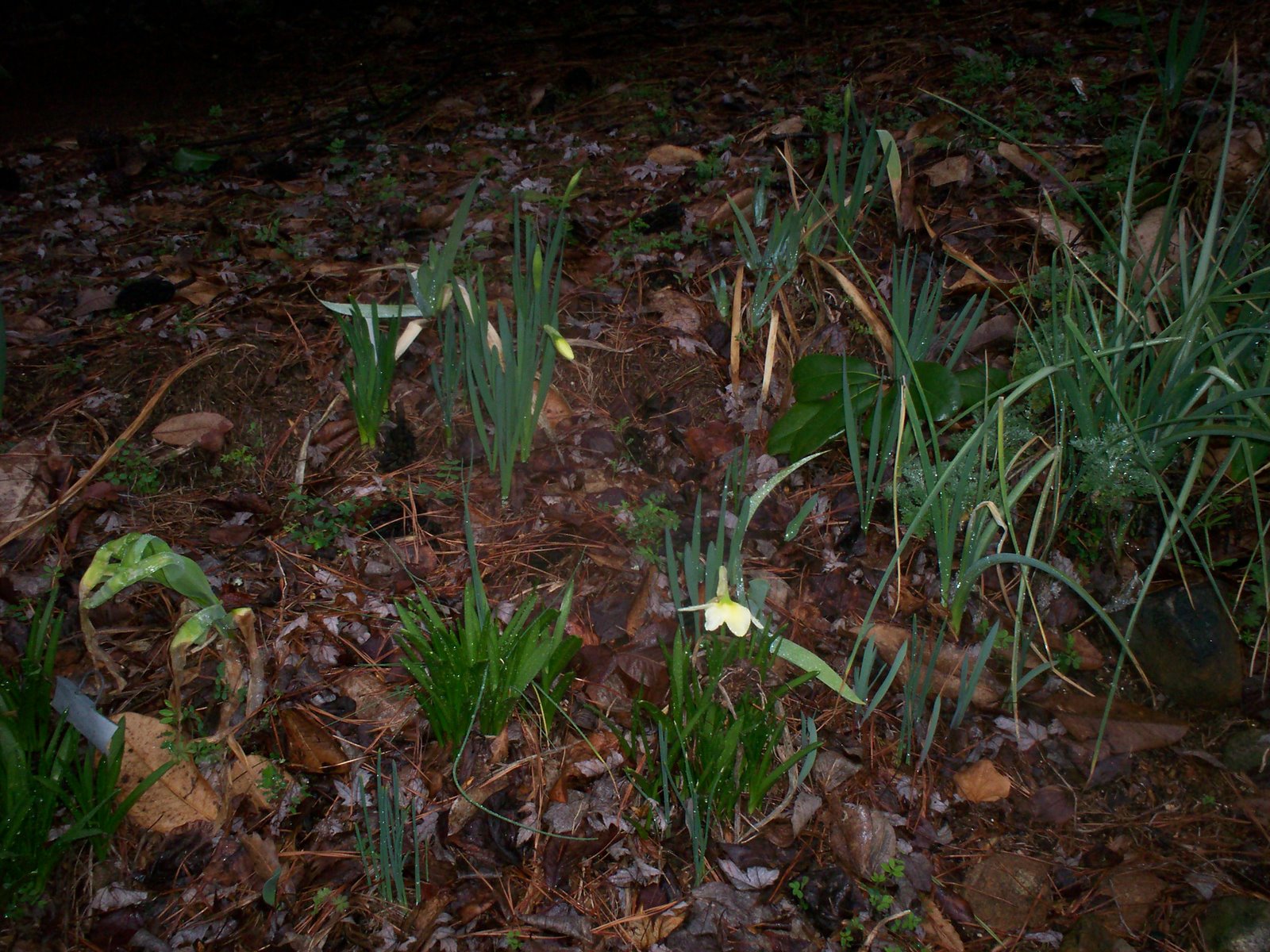 [First+Bloom+of+Spring+08.JPG]