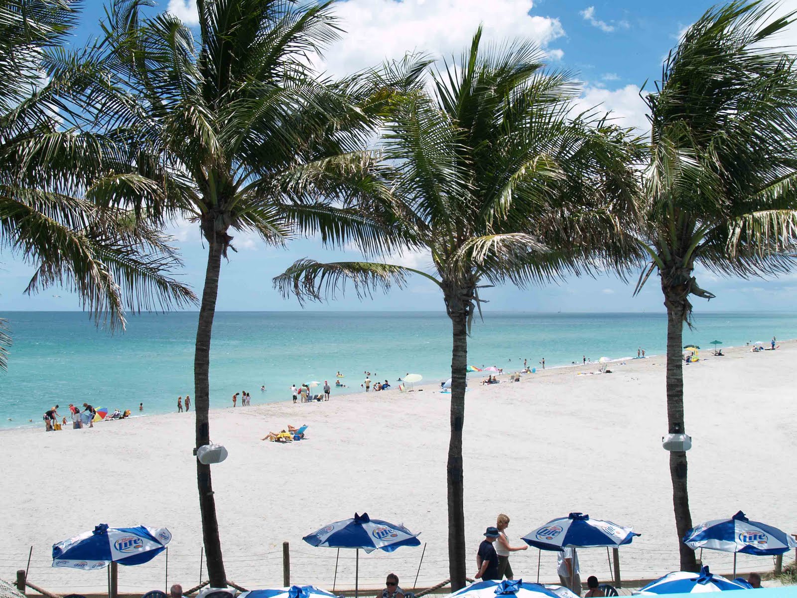 Venice Fl