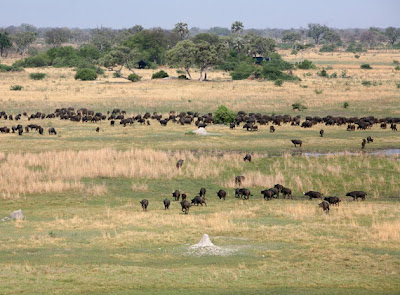 Botswana Moremi Game Reserve