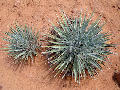 Yucca Canyonlands Utah Moab