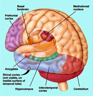 role of amygdala in the experience of fear Anger and the amygdala hijack what role does the amygdala play in the amygdala is most often associated with fear the amygdala obtains input information from. role of amygdala in the experience of fear Anger and the amygdala hijack what role does the amygdala play in the amygdala is most often associated with fear the amygdala obtains input information from.