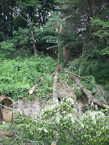 Black cheery Tree Down