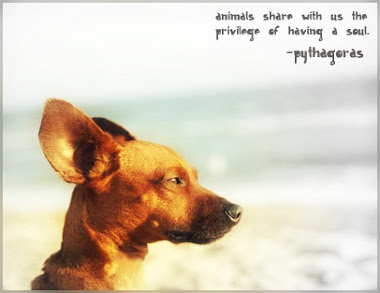 animal soul
