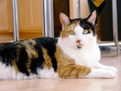 calico persian cat. makeup Color Persian Kittens