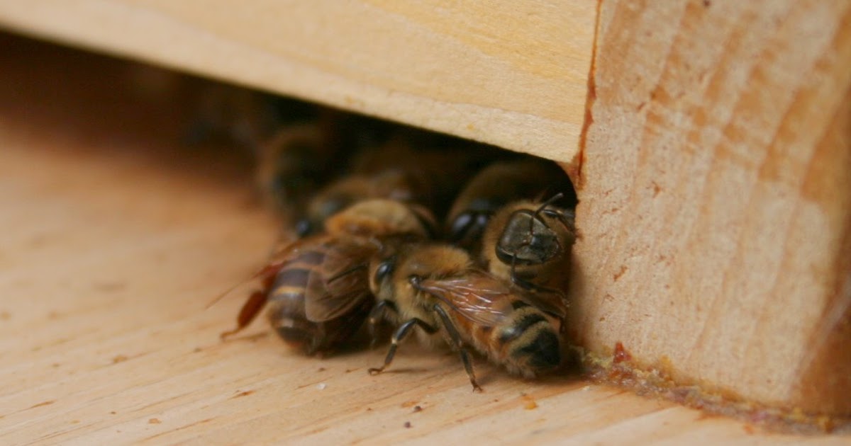Backyard Bee Hive Blog The Drones Are Still Flying