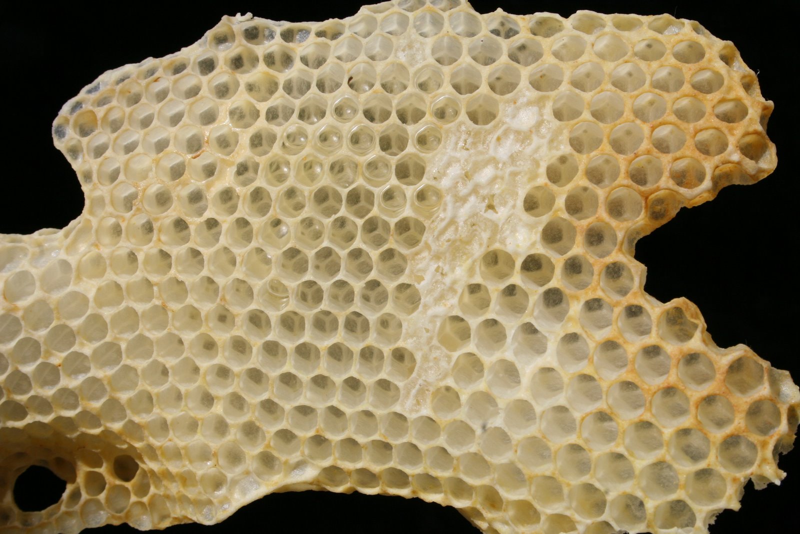 Backyard Bee Hive Blog Voice of the Hive