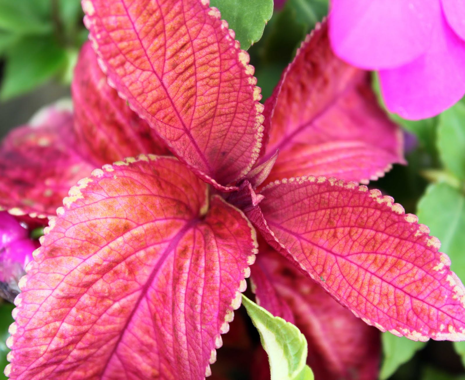 Magenta Shades