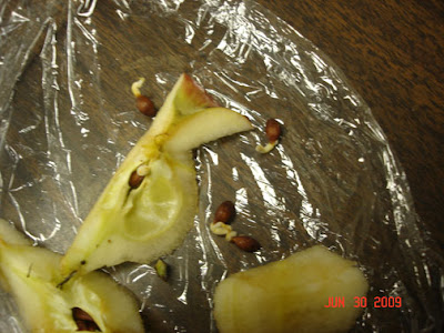 Growing Apple Seeds