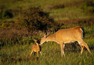 white-tailed-deer.jpg