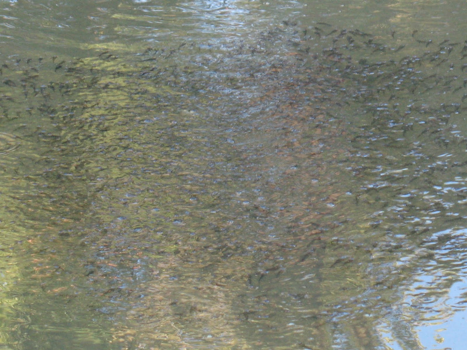 [IMG_3415.JPG]