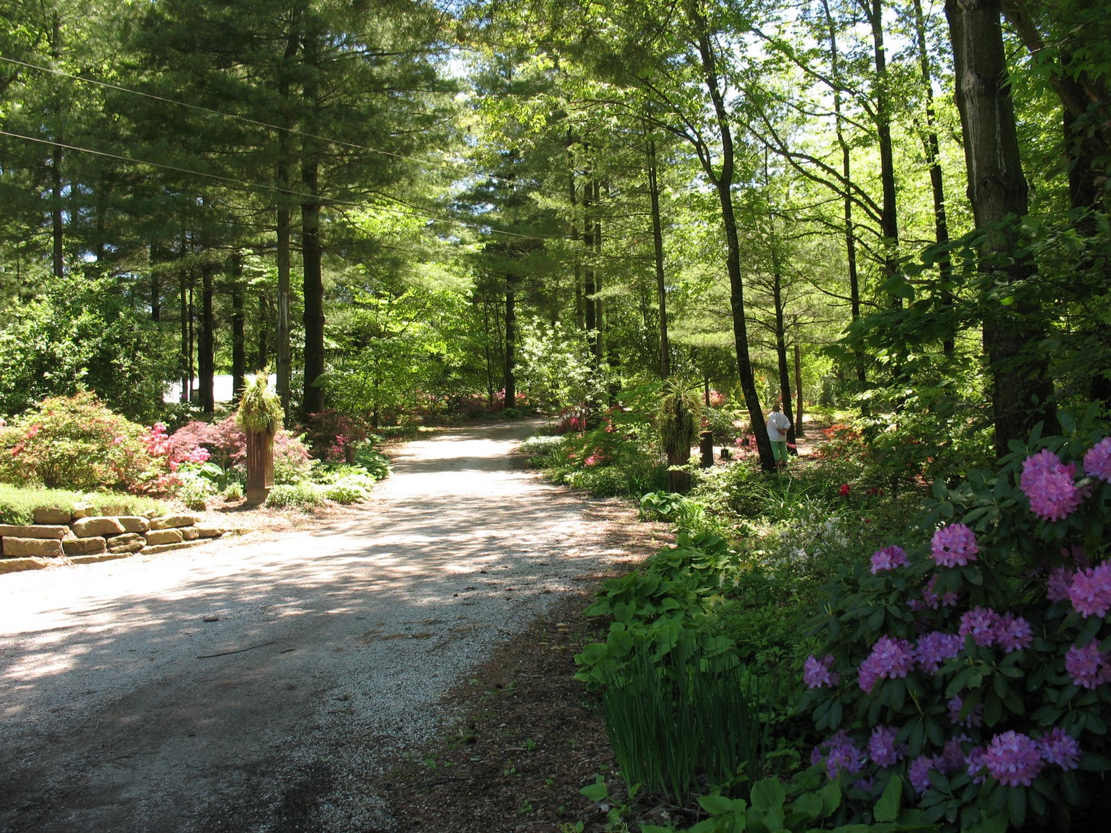 Greenbow Azalea Path
