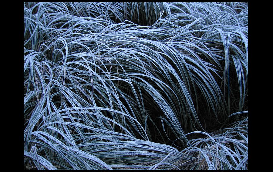 [frosty+grass.jpg]