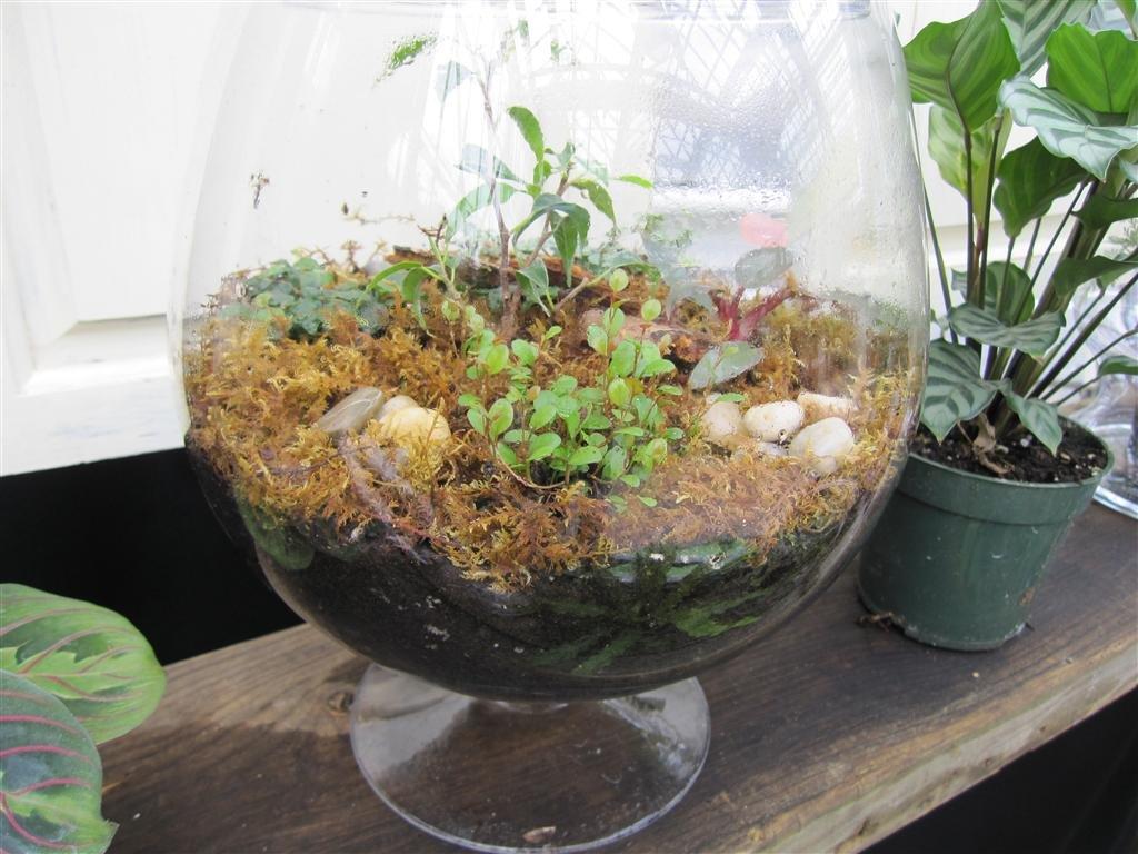 Mini Cactus Terrarium