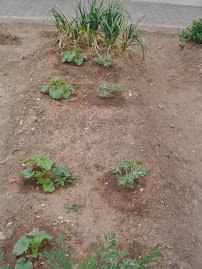 MELONES Y SANDÍAS