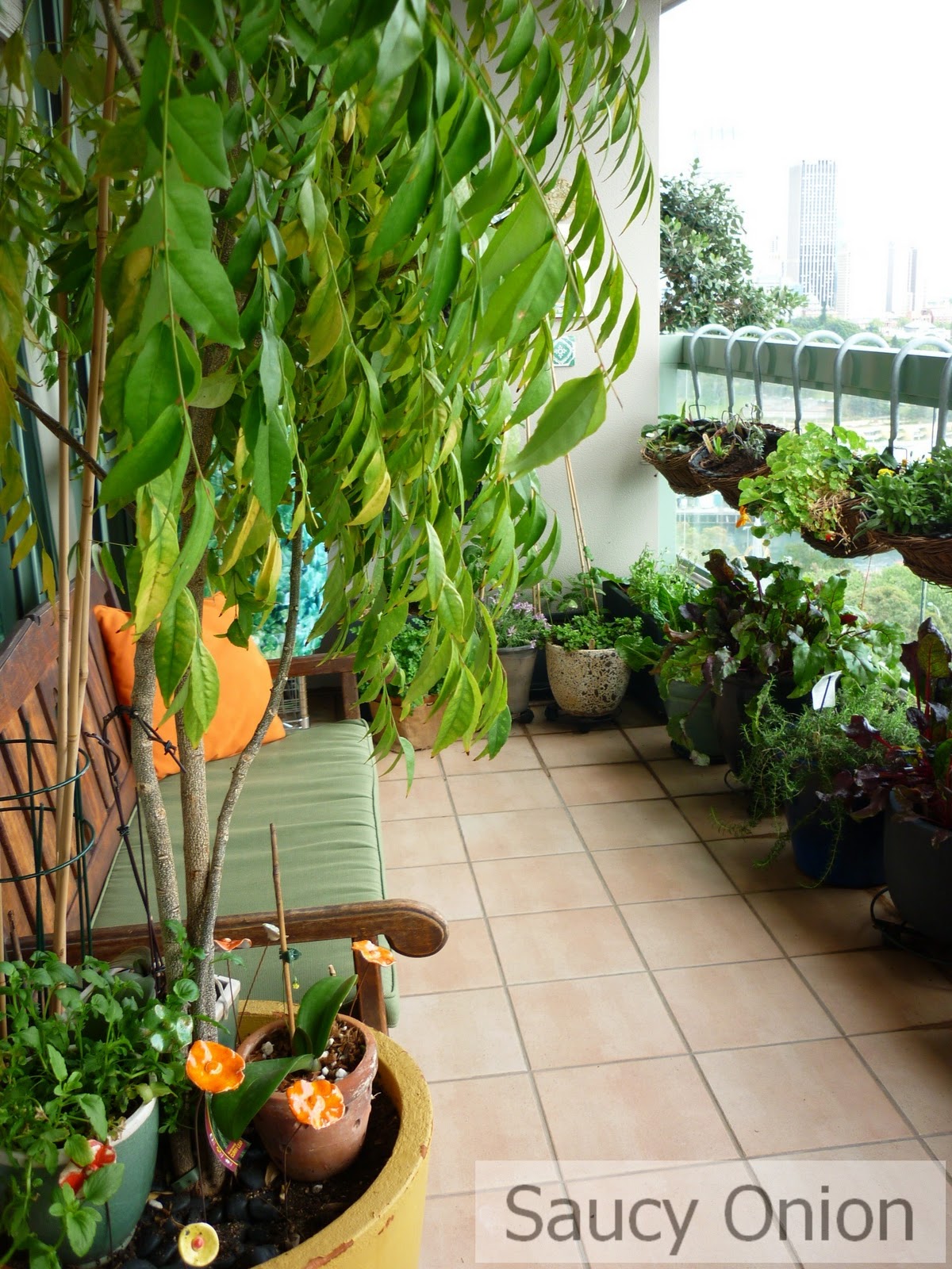 Saucy Onion Edible Balcony Spring deluge