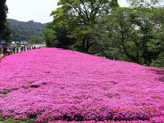 صور زهرة الساكورا ( أزهار الكرز ) .. Pink+Gardens,+Shiba+Sakura,+Japan+%285%29