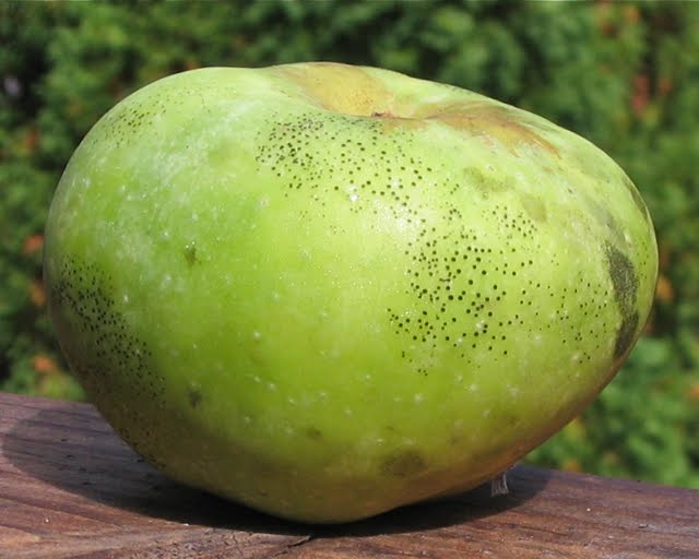 Adam&rsquo;s Apples: Reinette Simirenko (Wood&rsquo;s Greening)