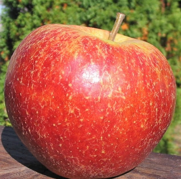 Adam's Apples Jonagored (JonaGoRed)