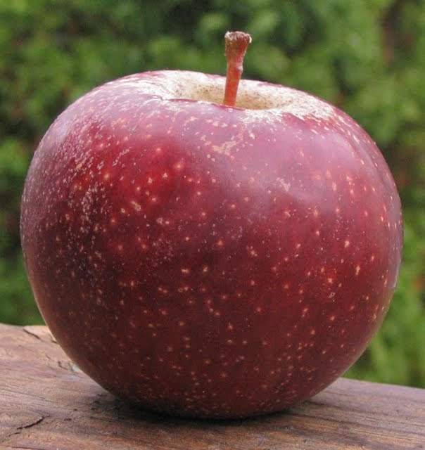 Adam's Apples Black Oxford