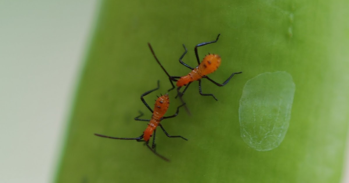 Vegetable Matter Friend or Foe; Sometimes it's Hard to Tell