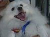American Eskimo