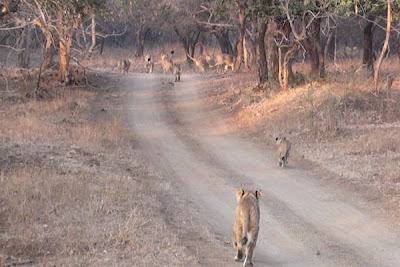 Sasan Gir Safari