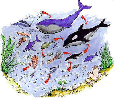food chain ocean. The Food Chain Of The Ocean.