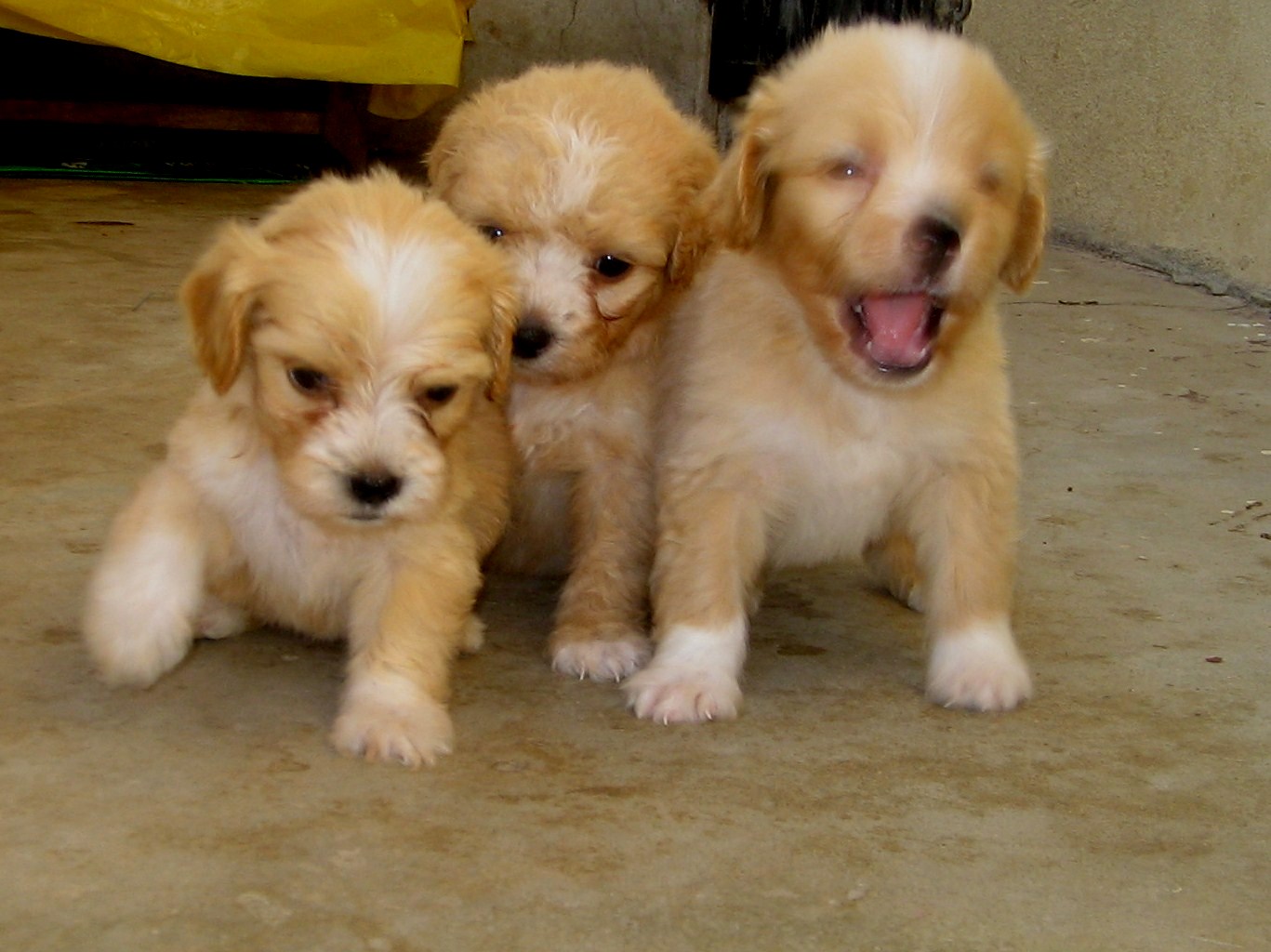 Cooper's Corner Cute Pups for SALE