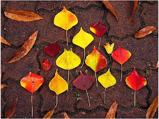 Sidewalk triangular leaf arrangement