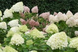Invincibelle Spirit Hydrangea