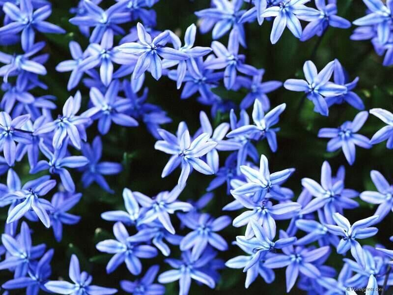 [blue_flowers_01-724507.jpg]