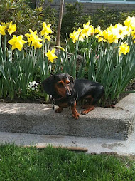 So happy to see the daffodils in bloom at home