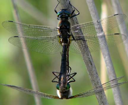 Two+dragonflies+mating