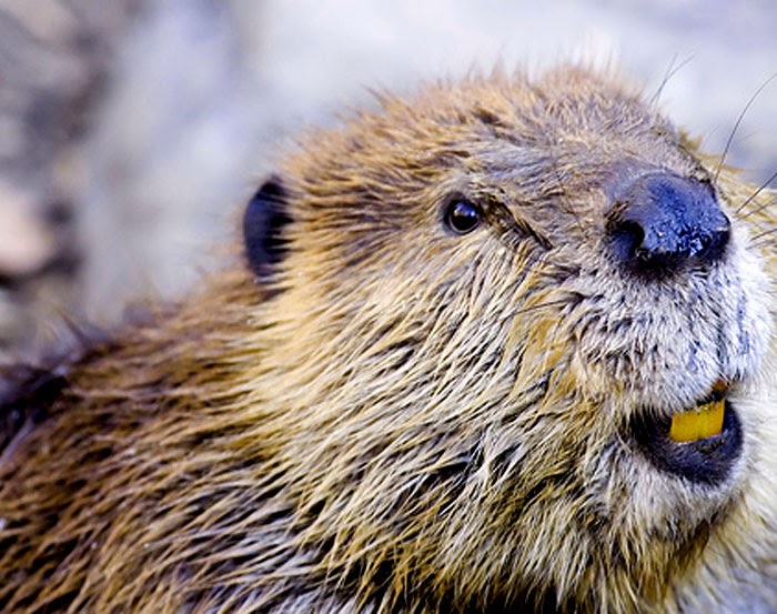 Beaver Pictures Nice beaver with Hollywood smile
