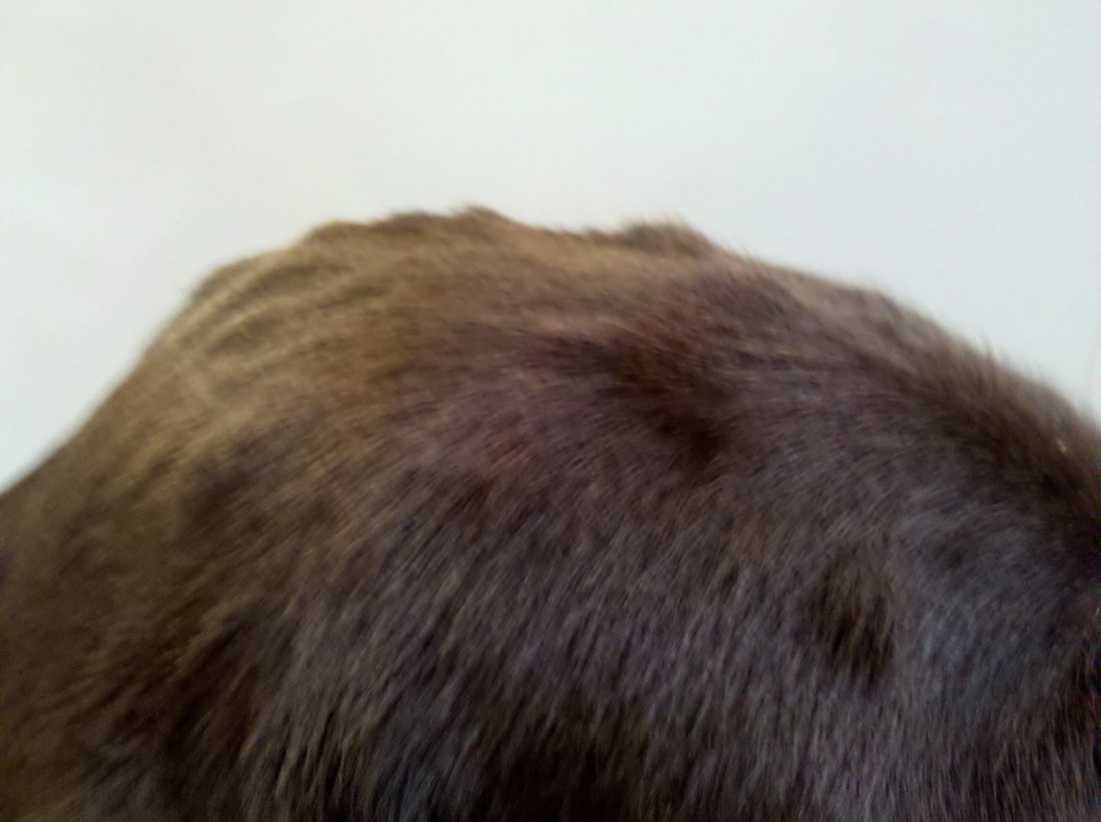 MinervaJo Labrador Retriever Ear Infection, Infected Gash, Sting, Hives