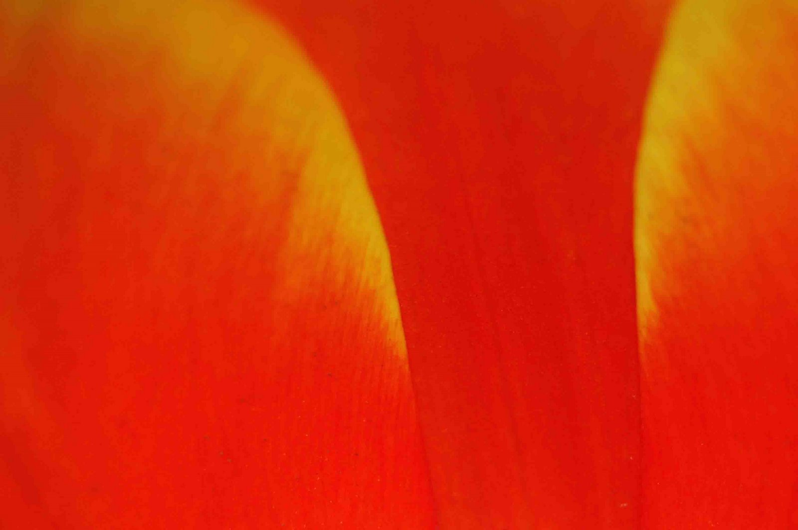 [tulip+petals.jpg]