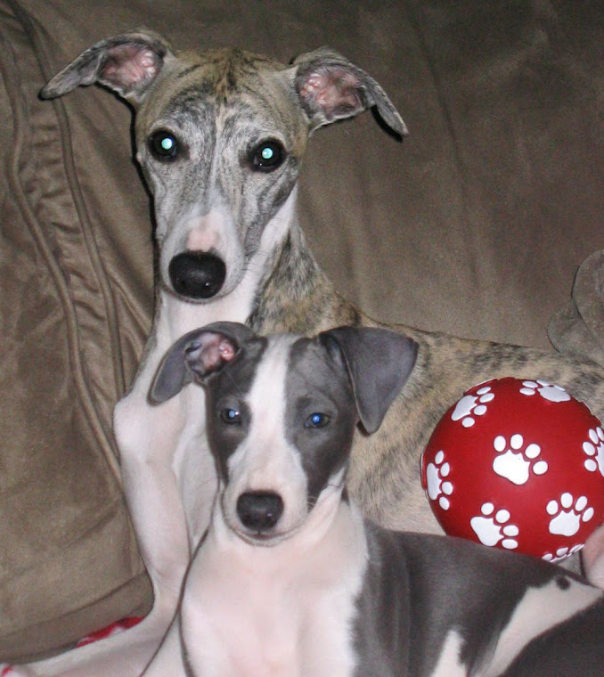 My Whippets