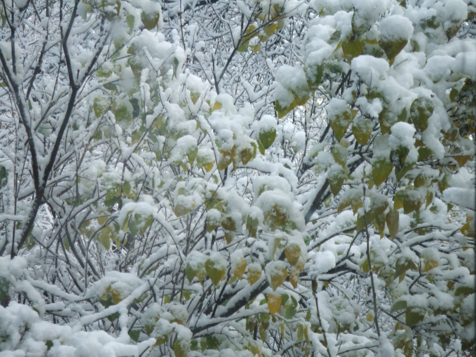 [Snow!+006.jpg]